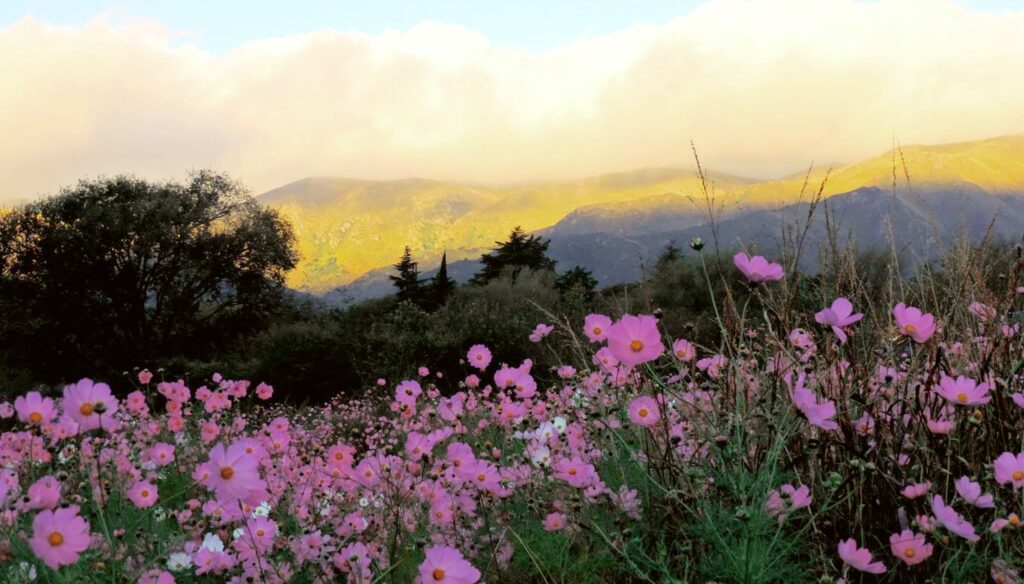 Campo de flores silvestres en Córdoba, Argentina. Las flores son de color rosa intenso y están rodeadas de un paisaje montañoso.